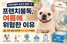 마이펫애견미용분당점학원