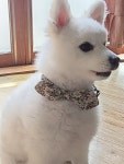 오즈핸즈미싱놀이터 | 프리댕댕미싱놀이터e