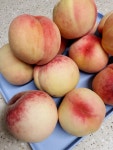 별마루농원 복숭아🍑 여름이 기다려지는 이유 ❗️바로 별마루농원 복숭아를 먹을 수 있기... 맛봐야게따 🍑💛 #별마루농원 #복숭아택배...