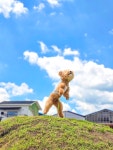 카페드루와DRUWA | 신나는 공또라이 하늘을 날아올랐습니다ㅎㅎ #애카 #공또라이 #대결신청환영 #드루와드루와 #풀멍파크 #애견카페 #양주애견카페 #양주애견동반...
