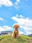 카페드루와DRUWA | 신나는 공또라이 하늘을 날아올랐습니다ㅎㅎ #애카 #공또라이 #대결신청환영 #드루와드루와 #풀멍파크 #애견카페 #양주애견카페 #양주애견동반...