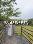 해발 1,100m에 자리한 1100고지습지. 짧은 산책길이지만 제주 자연의... #1100고지습지 #제주힐링 #제주여행 #자연산책 #제주도 #클립크리에이터...