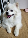 솜이
