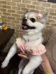 귀여운 펑키