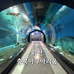충북 괴산에 있는 작은 규모의 전시관이지만 다양한 민물고기가 있는 아쿠아리움이에요 주말에는 다이버님의 수중공연도 펼쳐지고...