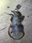 속초산오징오 | 무늬오징어 어제도 세마리 잡고 한마린 물칸에서 탈출, 두마리 킵..... 킵 뒤늦기 무늬가 잘 나오네 😳 #에깅 #무늬오징오 #바다루어낚시 #야마시타