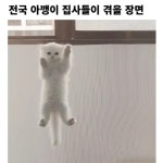 고양이 팔경 캣스쿨 | 전국 아깽이 집사들이 겪게 될 장면 ㅋㅋㅋ