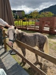 🤎🐴🍃서울 근교 남양주 비스타밸리 아이랑 가볼만한 곳 승마체험 안하더라도 정원에서 놀고 꼰파파에서 밥 먹고 가을 나들이 가능해요...