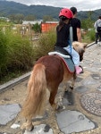 🤎🐴🍃서울 근교 남양주 비스타밸리 아이랑 가볼만한 곳 승마체험 안하더라도 정원에서 놀고 꼰파파에서 밥 먹고 가을 나들이 가능해요...