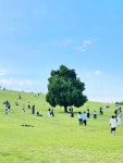 올림픽공원에서 볼 수 있는 풍경들 황화코스모스, 댑싸리, 나홀로나무, 일몰언덕 서울 송파구 올림픽로 424 주차는 올림픽공원 예술극장방면...