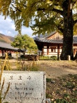 청도읍 운산리 264 마을체육시설 | 📍청도 운문사 경북 청도군 운문면 운문사길 264 운문사 #청도운문사#청도가볼만한곳#운문사#지금청도#청도여행#오늘여기클립