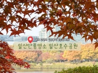 1번 출구 도보 10분 ✅호수공원 공영주차장 #가을단풍#일산단풍명소#일산단풍#가을여행지#서울근교#일산가을#일산호수공원#오늘여기클립
