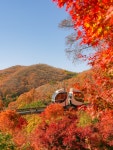완연한 가을 풍경을 즐길 수 있는 공간🍂🍁 📍화담숲 🔍경기... 참고하고 방문하시는 것을 추천드려요 :) #시니의여행투어 #화담숲...