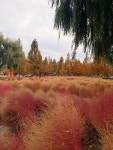 #오늘여기클립 가을단풍구경🍁 화명오토캠핑장 근처에서 산책