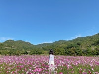 ㅠㅠ) 사진 보면서 그 시절을 그리워해봅니다ㅎㅎ #경인교대 #경인교대경캠 #경인교대경기캠퍼스 #경인교육대학교 #코스모스 #코스모스명소 #2020...