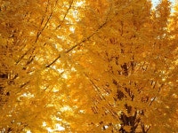 은진면 사무소 주변에 둘레길과 산책로 사진 가을이 끝나기 전에 찍어 둔것 ㅋ #논산시 #둘레길 #가을 #리코 #리코grx3 #오늘의클립 #가을