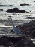 Foto aus Naver-Suchergebnissen 6