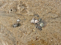 대부도주흘아울렛 | 여름에 다녀온 대부도 🏖 무료갯벌로 유명해 게🦀, 조개, 고동🐚 등 아이들이랑 직접 잡아볼 수 있지 근처 신세계 아울렛에 방문하면 다이소가...