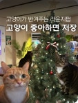명화펍(MH PUB) | 🐱고양이가 반겨주는 라운지펍 📌 저장 필수 💰내돈내산으로 다녀온 곳입니다 ( •ᴗ•) --------------------------------------- 죽도간받이에서...