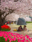 🌸 📍김해 연지공원 📍연지공원 공영주차장에 주차 가능하나 📍만차시 근처 홈플러스 추천 (1만원 2시간 무료) #벚꽃축제 #오늘클립챌린지...