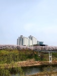 동아오츠카(서울아산병원 신관) | #오늘클립챌린지 #벚꽃 #서울아산병원신관입구 #아산병원 #벚꽃길추천 #봄나들이 #벚꽃구경 4월 벚꽃길추천