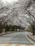 #오늘클립챌린지 #호서대학교 아산캠퍼스 #2026년봄 #봄나들이