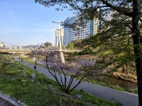 화랑놀이쌈지공원 | 화랑공원으로 연결되는 운중천에 딱 보인 꽃나무🌸