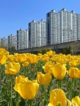 라비다샵 부산화명 | #부산화명동 #화명동튤립단지 #튤립단지실시간 #주말나들이 #튤립단지