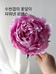 로즈앤캔디(flower cafe) | #오늘클립챌린지 다양한 생화가 있는 캔디로즈몰!