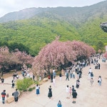 #오늘클립챌린지#경남겹벚꽃#사천여행#청룡사겹벚꽃