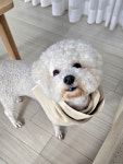 🐶강력히 놀러 나가자는 얼굴 🐕🐈🐕🦺 #오늘클립챌린지 #봄나들이 #천호 #비숑