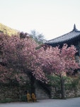 #오늘클립챌린지 #청룡사 #겹벚꽃 청룡사 겹벚꽃