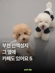 ✨ ➊ 오라델떼 📍 경기 부천시 원미구 길주로 1 🐕 대형견 가능 / 실내 동반 시 리드줄 착용 ➋ 이상 과자점 📍 경기 부천시 원미구...