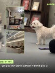 ✨ ➊ 오라델떼 📍 경기 부천시 원미구 길주로 1 🐕 대형견 가능 / 실내 동반 시 리드줄 착용 ➋ 이상 과자점 📍 경기 부천시 원미구...