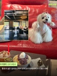 ✨ ➊ 오라델떼 📍 경기 부천시 원미구 길주로 1 🐕 대형견 가능 / 실내 동반 시 리드줄 착용 ➋ 이상 과자점 📍 경기 부천시 원미구...