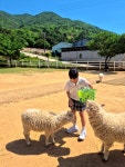 #오늘클립챌린지 #가정의달 #남해양떼목장양마르뜨언덕 #남해여행