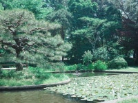 #오늘클립챌린지#경상국립대학교칠암캠퍼스 #gr3x #진주 #연꽃