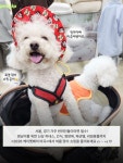 미남이네강아지옷가게 | 마곡에서 열리는 역대급 여름 대비 댕냥이 쇼핑 대축제🐶🐱 여름 필수템 구경하러 모두 마곡으로 모여라!...