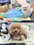 미남이네강아지옷가게 | 마곡에서 열리는 역대급 여름 대비 댕냥이 쇼핑 대축제🐶🐱 여름 필수템 구경하러 모두 마곡으로 모여라!...