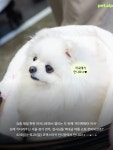 미남이네강아지옷가게 | 마곡에서 열리는 역대급 여름 대비 댕냥이 쇼핑 대축제🐶🐱 여름 필수템 구경하러 모두 마곡으로 모여라!...