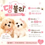 #강아지분양 #댕블리 #말티푸 #추천 #이벤트 #동탄 #오산