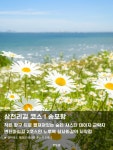 🌿 전북 부안 여행 코스 📍삼천리길 코스 l 송포항 ▫️작은 항구... 부안 #변산마실길2코스 #변산마실길 #송포항 #격포항 #샤스타데이지...