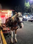 낙산쌍두마차랜드 | #오늘클립챌린지#마차#말#낙산해수욕장