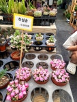 영풍식물원꽃집화원 | #의정부삼성화원 #삼성화원 #의정부꽃집 #의정부화원 #의정부식물원 #의정부꽃배달 #반려식물 #식집사 #인테리어식물 #플랜테리어 #꽃다발선물...