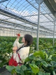 겨울에만 할 수 있는 딸기 농장 체험 🍓🍓 #오늘여기클립 #천안딸기농장 #천안데이트