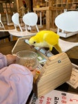울산 앵무새카페 앵무새 귀여워요 #오늘여기클립 #리프패럿울산점 #울산아이랑