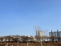 나무타는고양이와구경하는강아지뱅갈놀이터 | #오늘여기클립 산책하기 좋은곳. 가끔 운동하러도 가고 강아지 놀이터있어서 강아지들도 구경하러감.