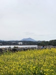 #오늘여기클립 광치기해변 공영주차장에서 만난 무료 유채꽃스팟 귀엽고 작은 느낌이 좋았다