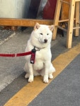 #클립챌린저 동네 멍뭉이