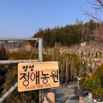 정애꽃묘종 | #오늘클립챌린지 #장성정애농원